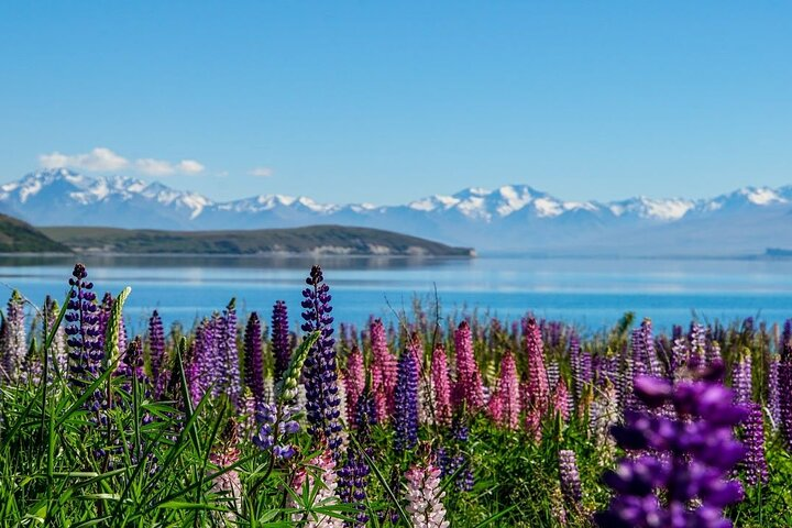 Christchurch to Mt Cook via Lake Tekapo One Way Small Group Tour - Photo 1 of 16
